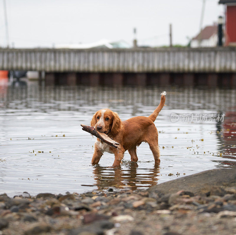 挪威诺特øy Vestfold海滩上，工作可卡犬在玩耍